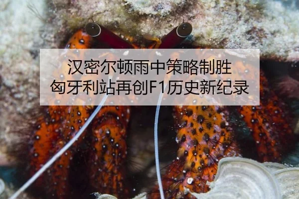 han-mi-er-dun-yu-zhong-ce-lve-zhi-sheng-xiong-ya-li-zhan-zai-chuang-li-shi-xin-ji-lu-3-808.jpg